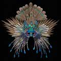 Crown of Jewels feather mask